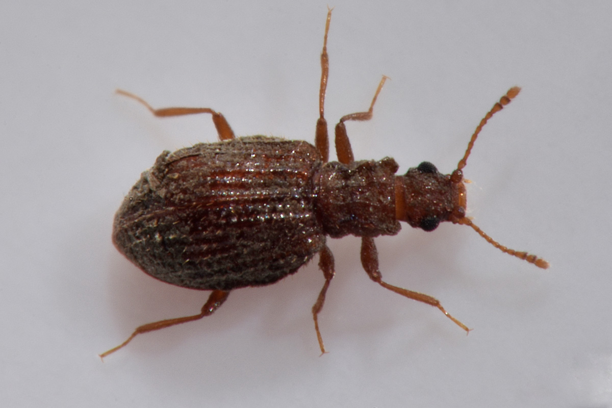 Latridiidae: Stephostethus sp?  S, S. angusticollis e Latridius minutus (cfr.)